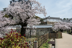 姫路城の宴20140407-DSC_4001