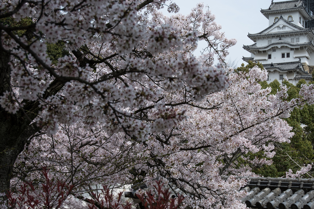 姫路城の宴（３）20140407-DSC_4021