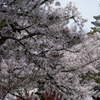 姫路城の宴（３）20140407-DSC_4021
