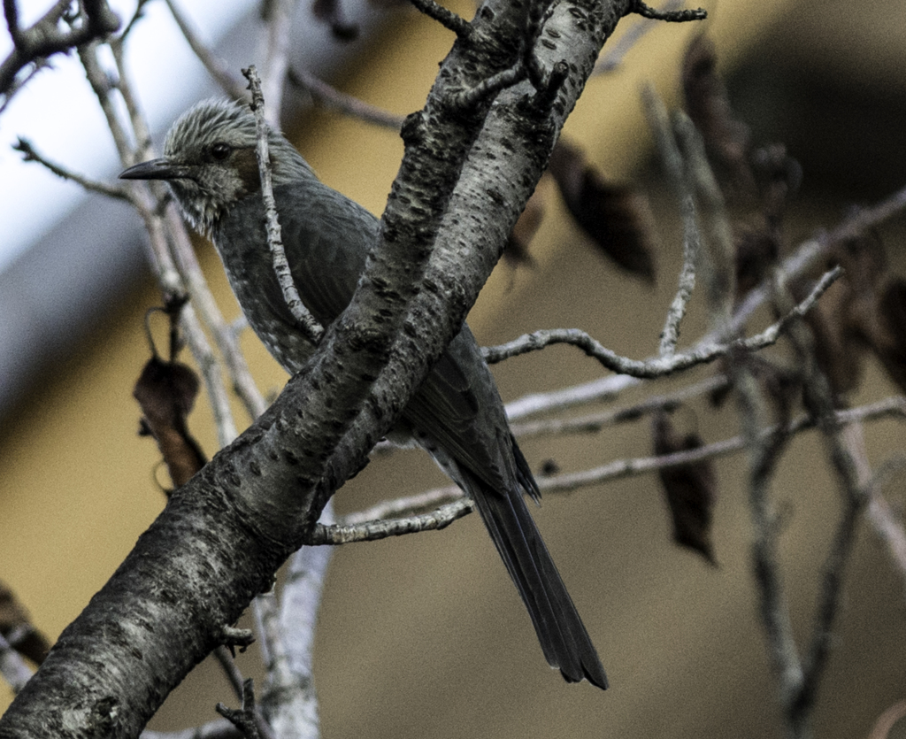 初めての野鳥撮影20131126-DDS_1528-2