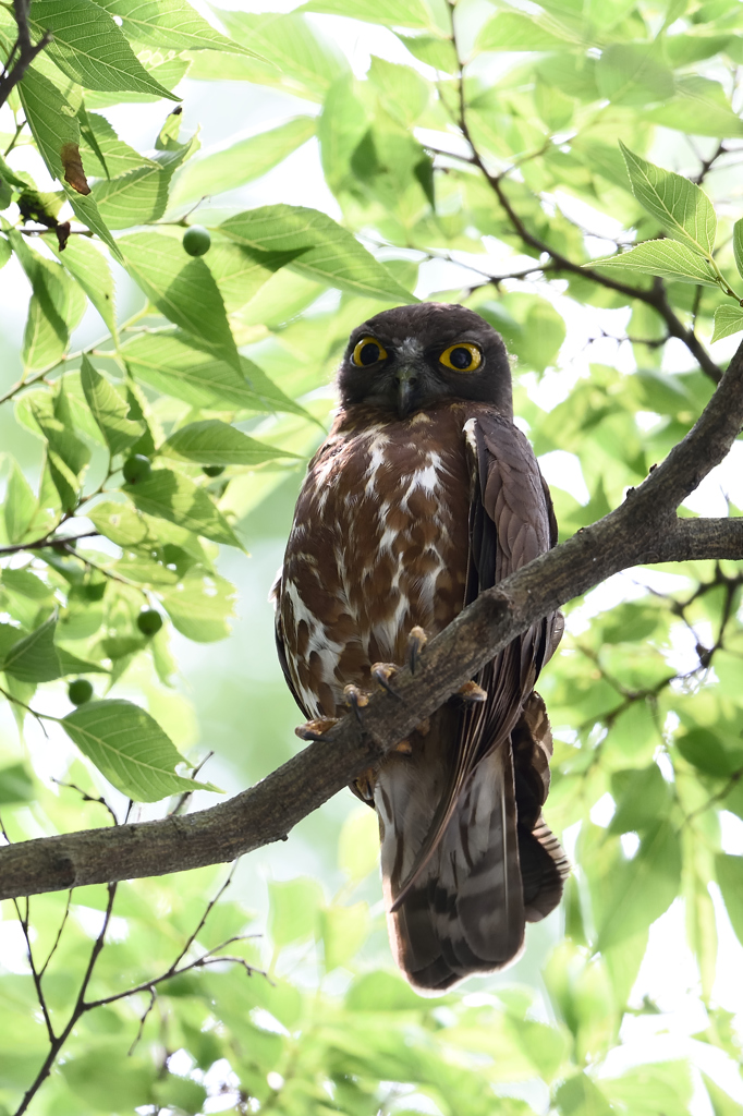 アオバズクDSC_6945