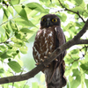 アオバズクDSC_6945