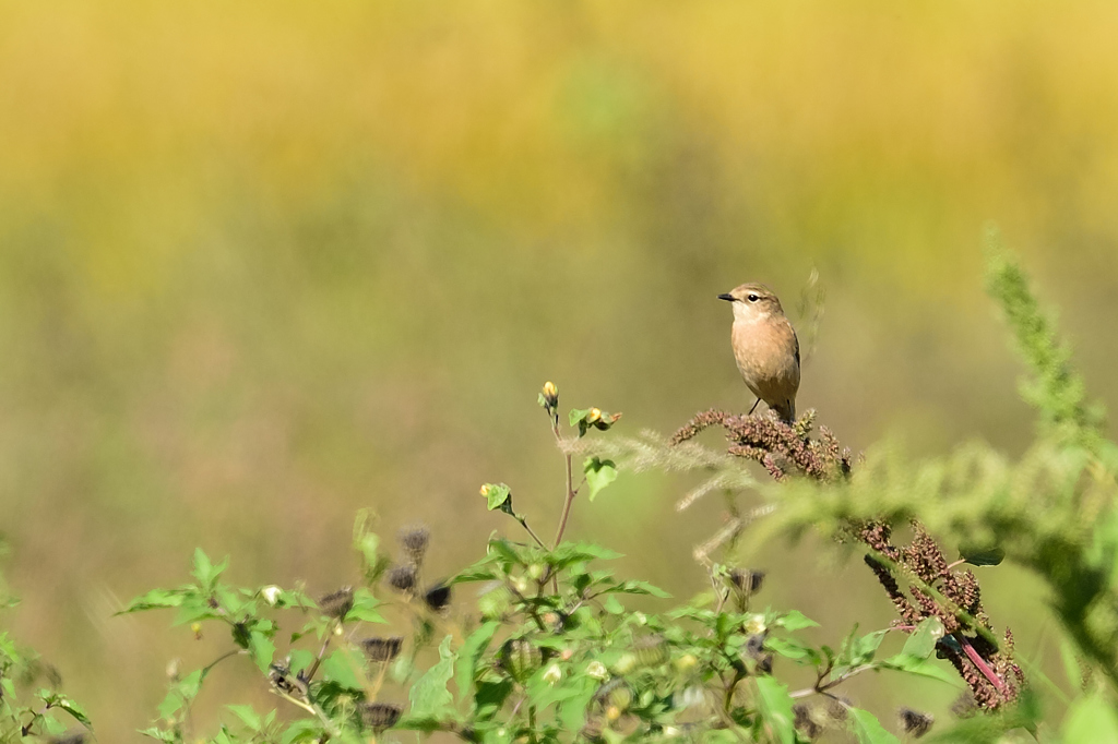 ノビタキ♀DSC_3366