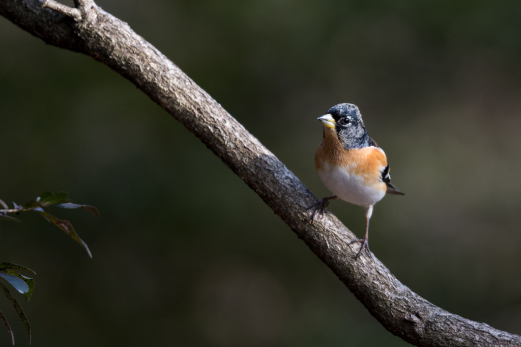 姫路自然観察の森（１３）20140219-DSC_1222