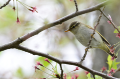 野鳥？20140420-DDS_7202_01-3