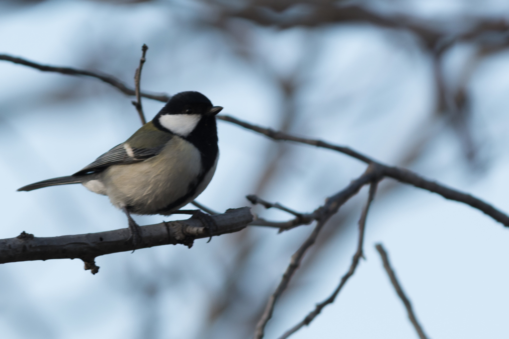 野鳥（シジユウガラ）20140220-DSC_1288
