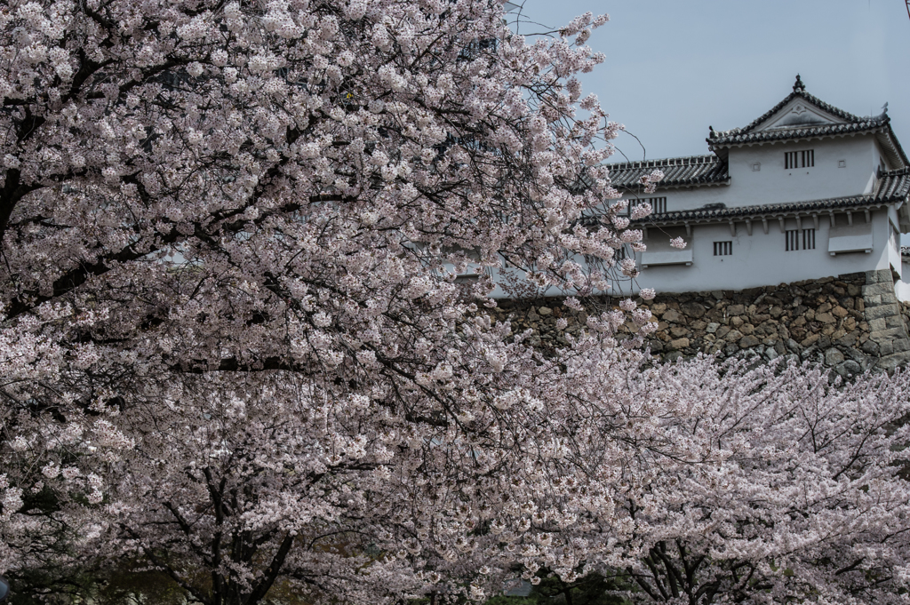 姫路城の宴（２）20140407-DSC_3998