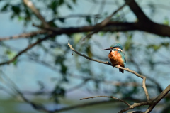 カワセミ（７）DSC_0603