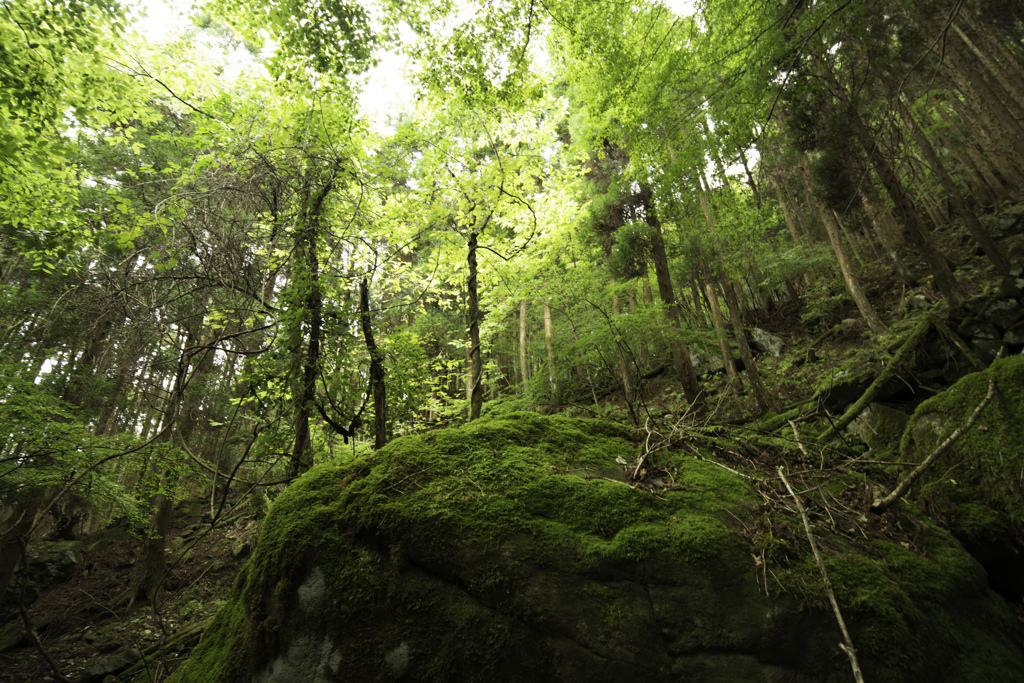 行者山で往生す　20130907