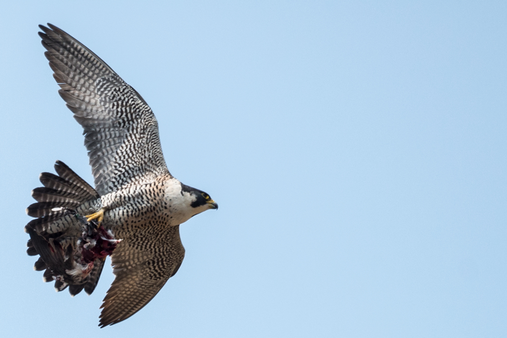 ハヤブサ飛翔（３）20140316-DDS_5591