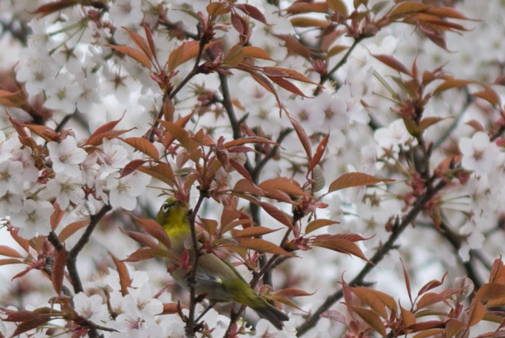 20140402-DSC_3926