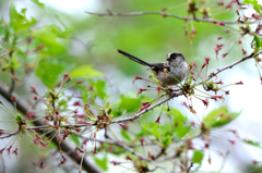 野鳥エナガ20140420-DDS_7280