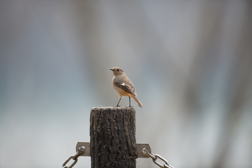 20140302-DDS_4703-3