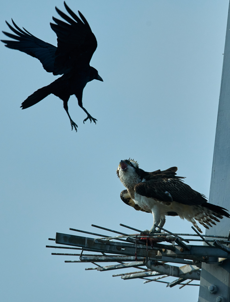 ミサゴ＆カラスDDS_2253