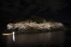 三渓園夜桜ライトアップ