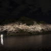 三渓園夜桜ライトアップ