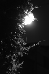 夜更けのゴーヤ
