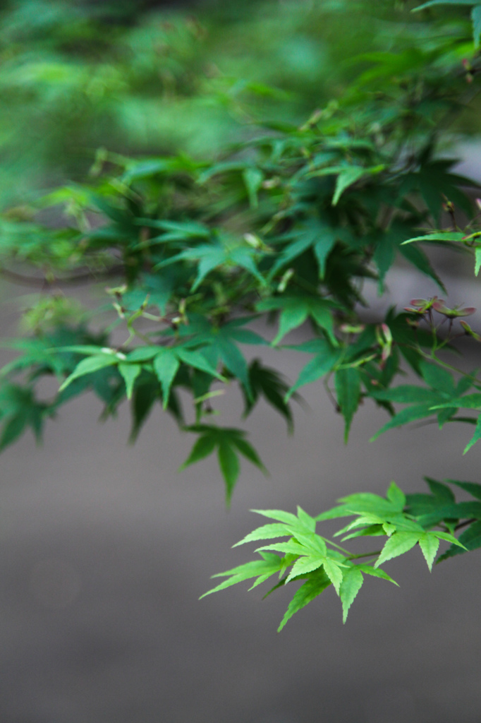 伝法院の新緑