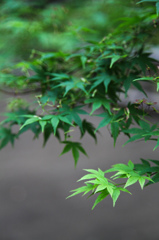 伝法院の新緑