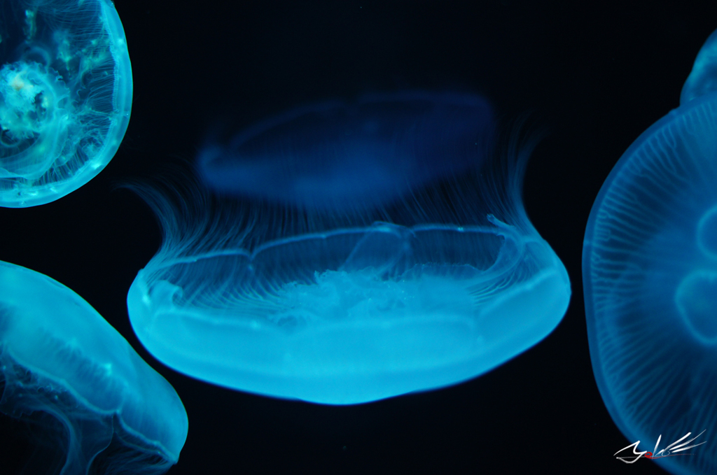 くらげちゃんぷかぷか