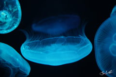 くらげちゃんぷかぷか