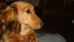 迷犬　「はち」　