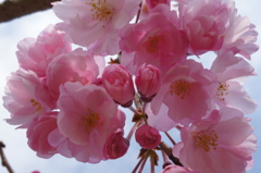 桜−１