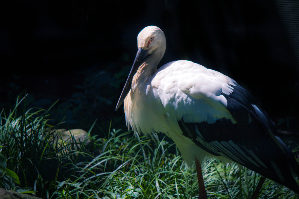 Ciconia boyciana