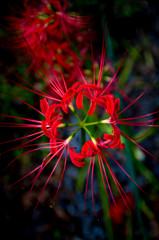 花火