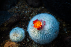 emerge