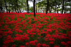 紅海