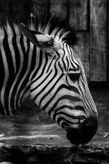 monotone