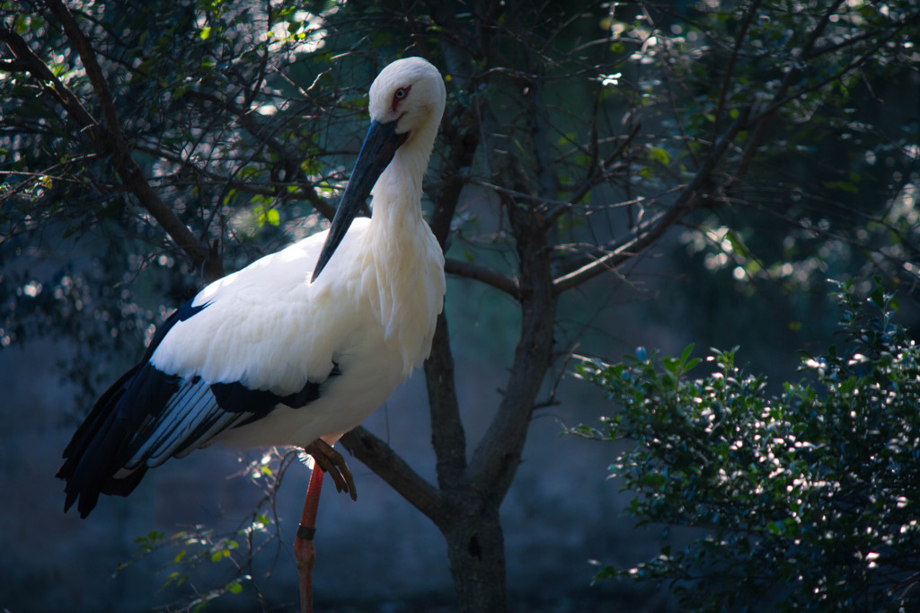 stork