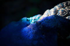 blue