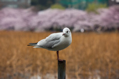 桜を背景に