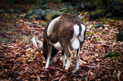 buttocks