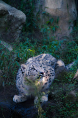 hunter