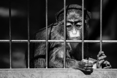 born behind bars