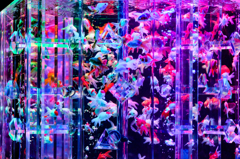 Art-Aquarium.09.02.2015-19