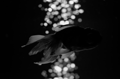 Art-Aquarium.09.02.2015-21