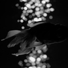 Art-Aquarium.09.02.2015-21