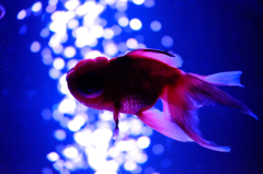 Art-Aquarium.09.02.2015-23
