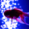Art-Aquarium.09.02.2015-23