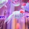 Art-Aquarium.09.02.2015-13