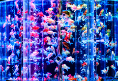 Art-Aquarium.09.02.2015-30