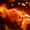 Art-Aquarium.09.02.2015-2