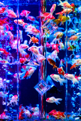 Art-Aquarium.09.02.2015-31