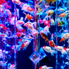 Art-Aquarium.09.02.2015-31