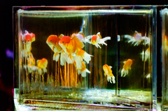Art-Aquarium.09.02.2015-11