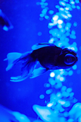 Art-Aquarium.09.02.2015-24